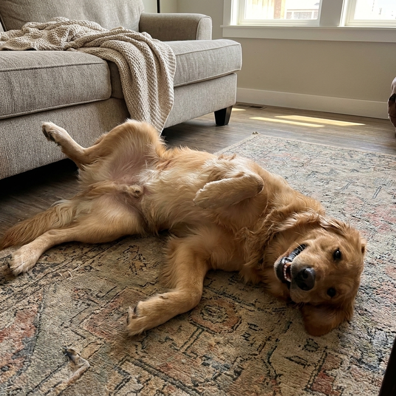 10. A 90-day money-back guarantee, so your dog decides