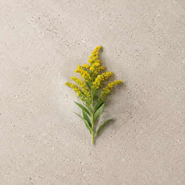 Goldenrod