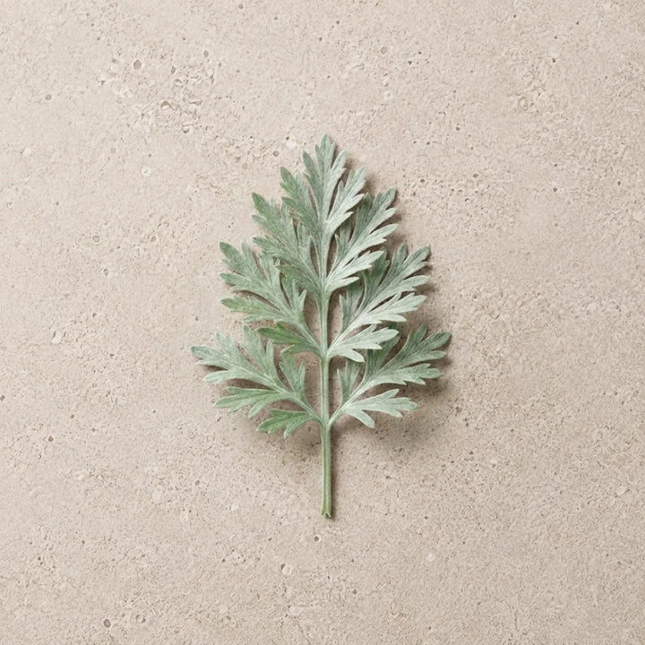 Wormwood Root